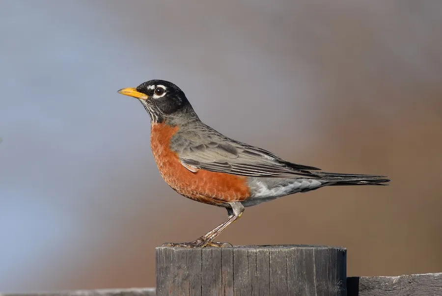 American Robin Turdus migratorius by genevieve