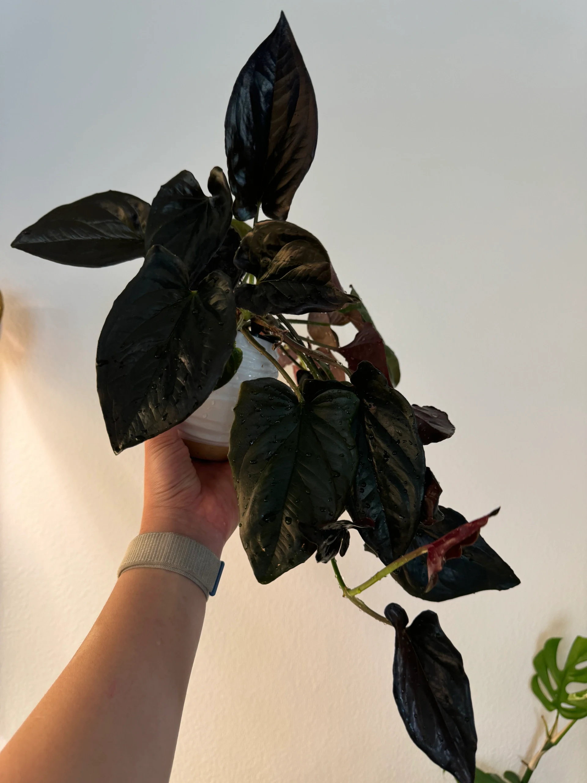 Syngonium Podophyllum 'Llano Carti Road' by Labuleaf