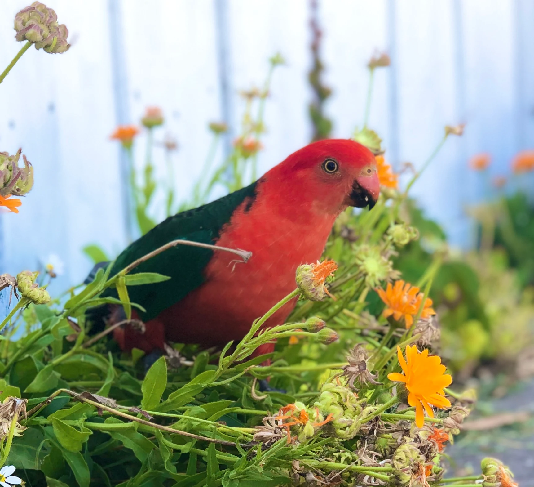 Australian King-Parrot Alisterus scapularis by Freckles