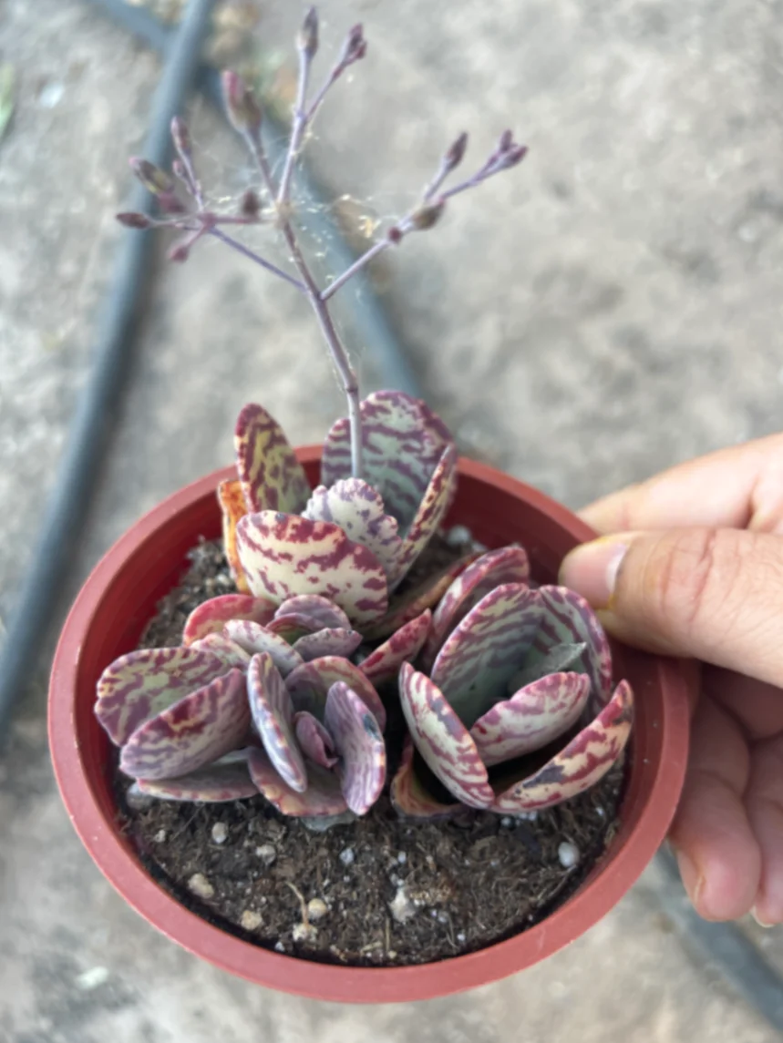 Kalanchoe humilis by Variegatedstringofchaos