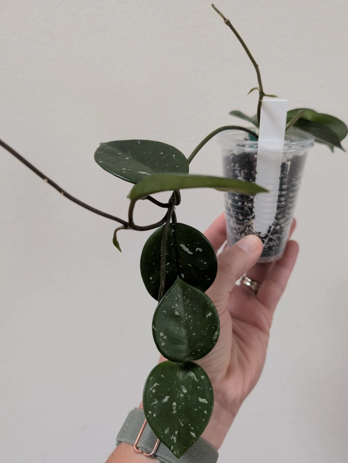 Hoya Carnosa 'Pink x unk' by meg