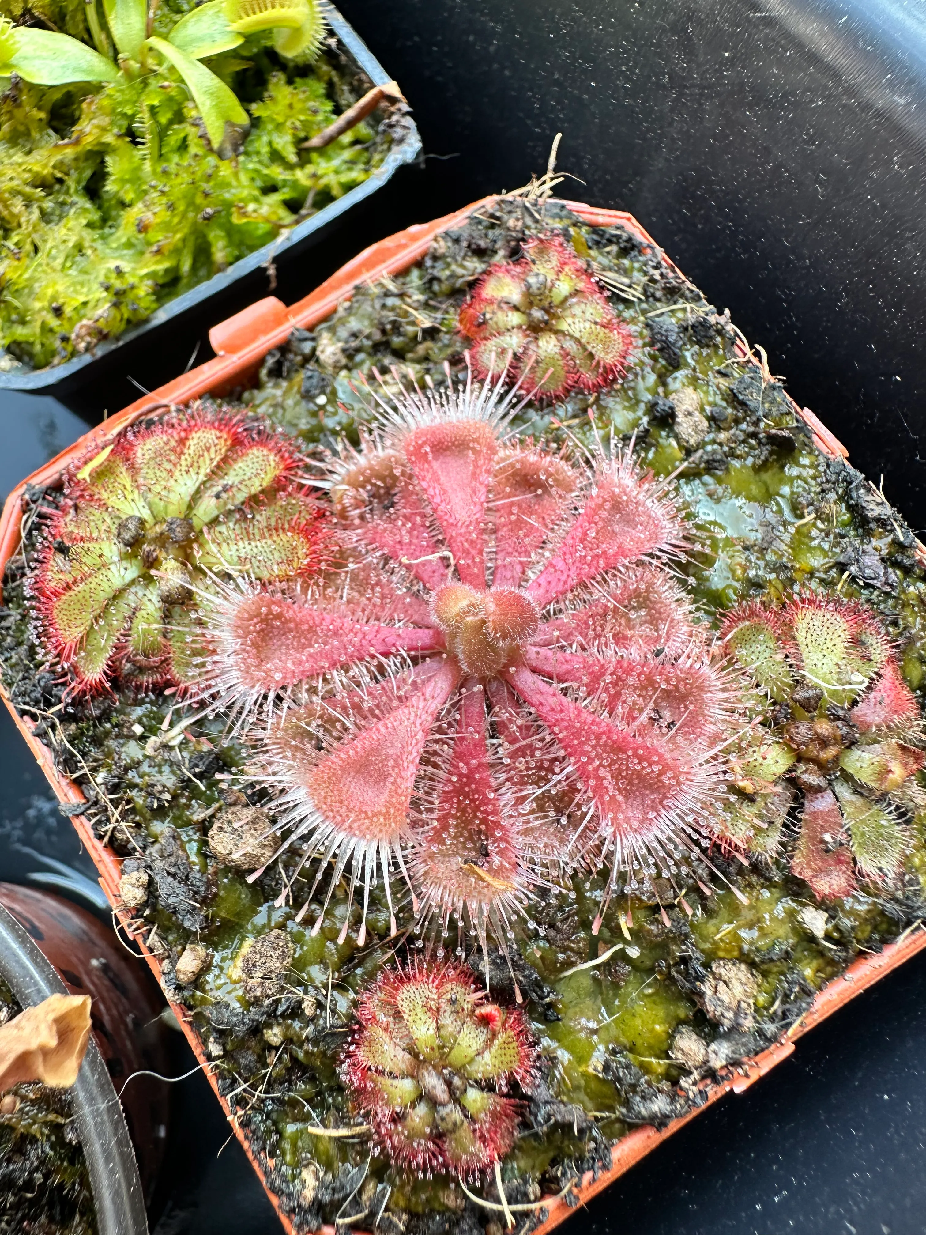 Drosera Dielsiana by marklt