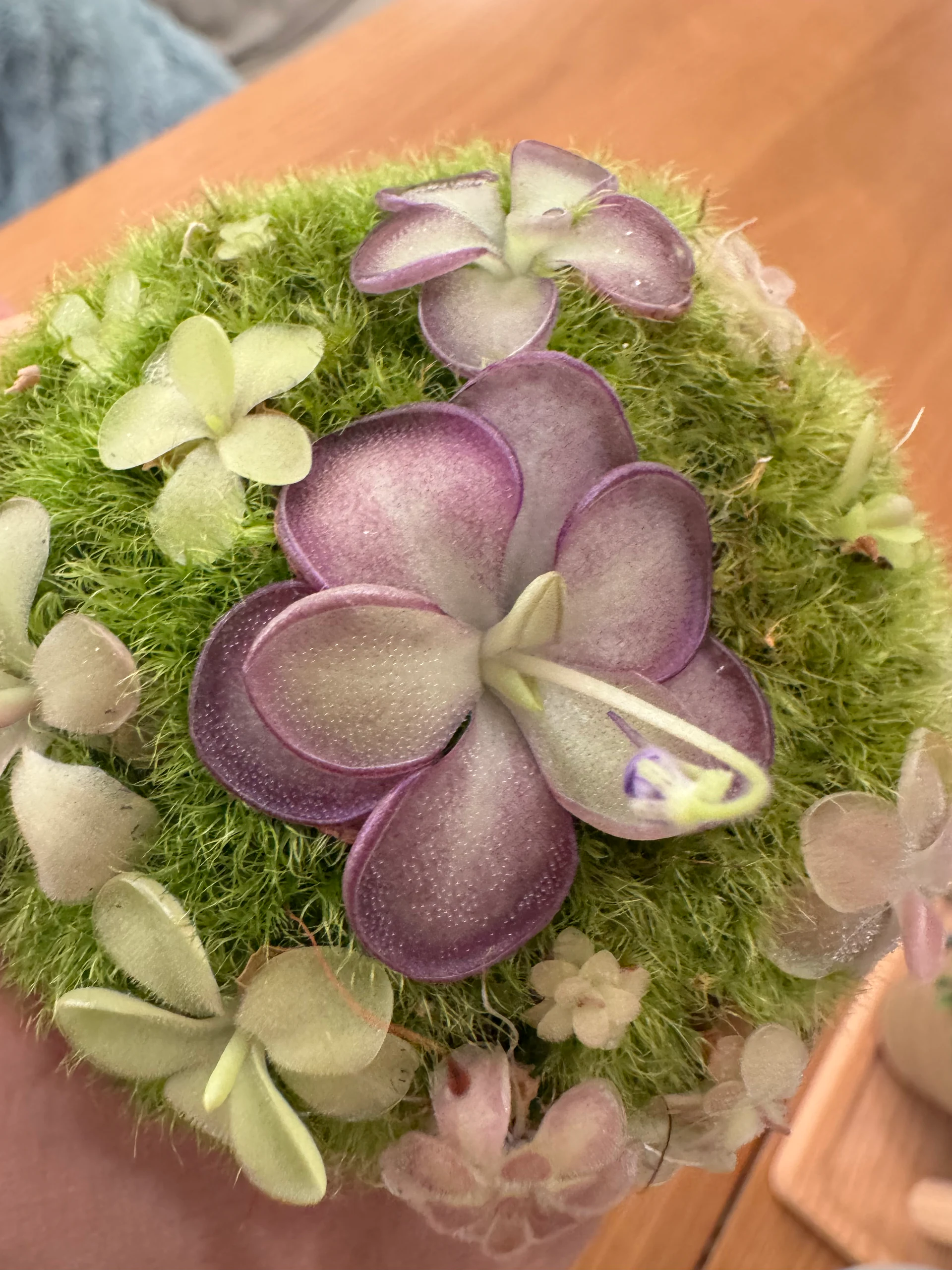 Pinguicula Lilac Lolipop by Labuleaf