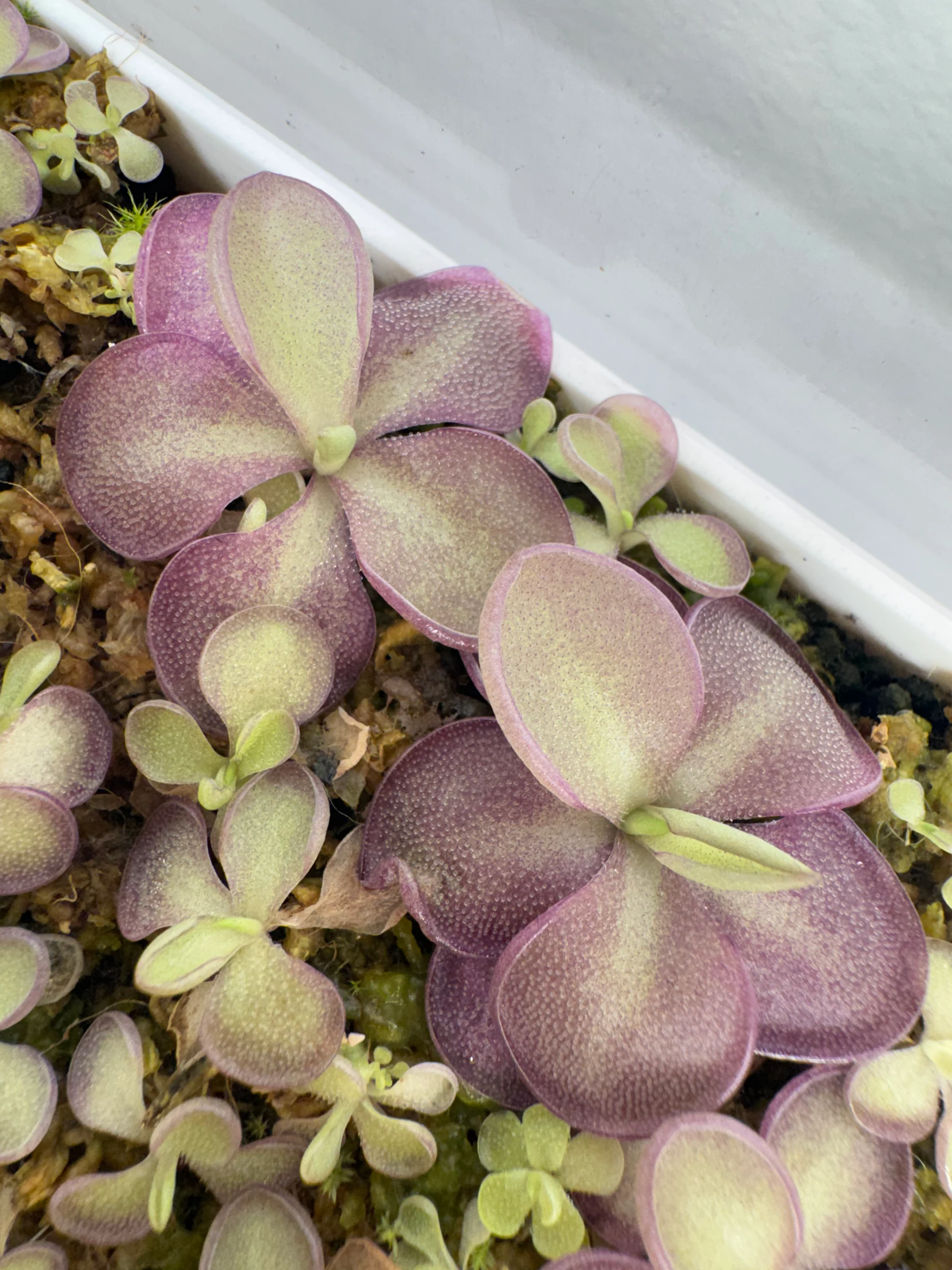 Pinguicula Lilac Lolipop by Labuleaf