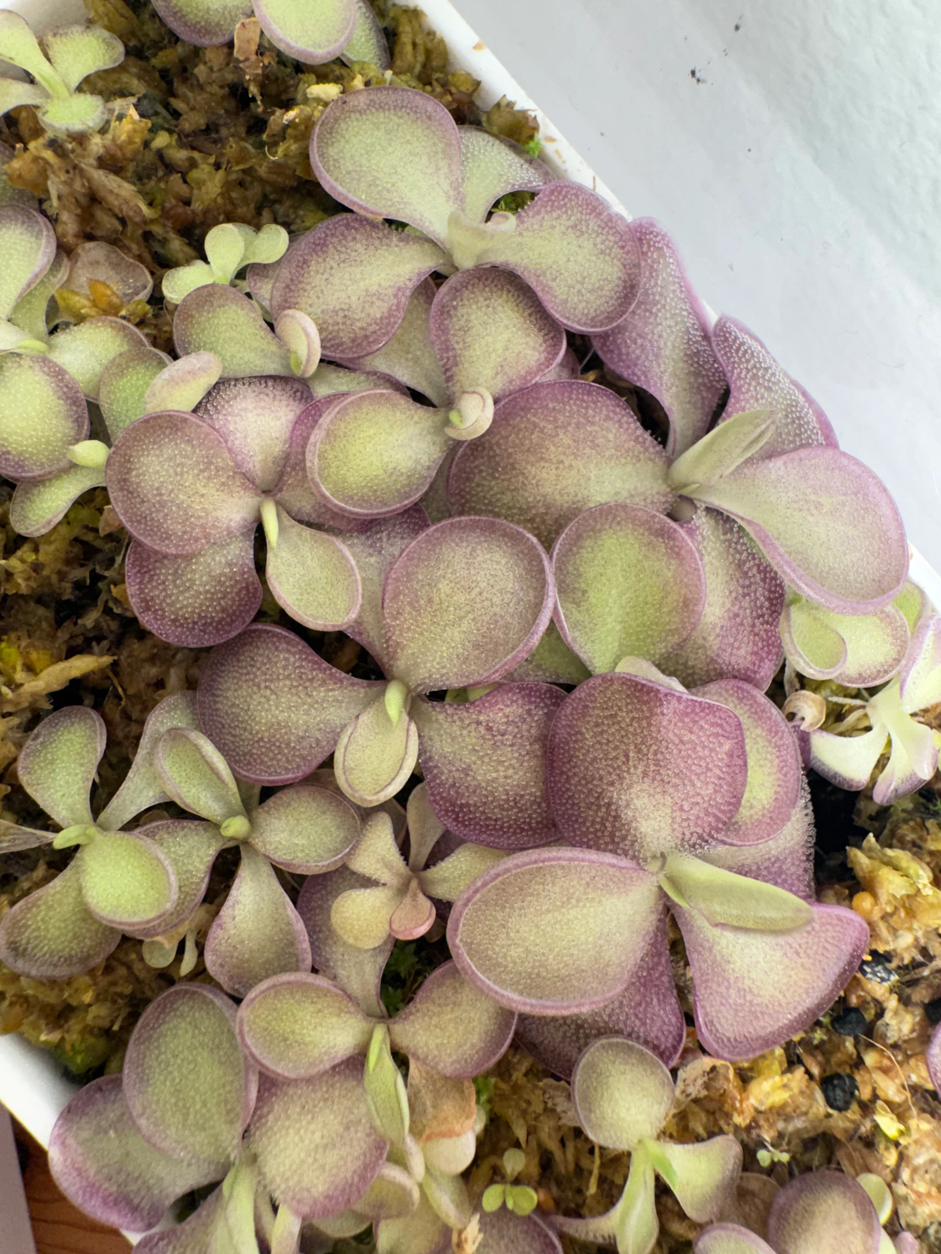 Pinguicula Lilac Lolipop by Labuleaf