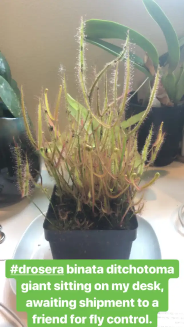 Drosera binata 'Dichotoma Giant' by David