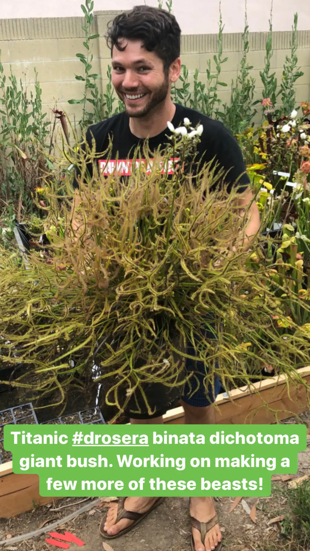 Drosera binata 'Dichotoma Giant' by David