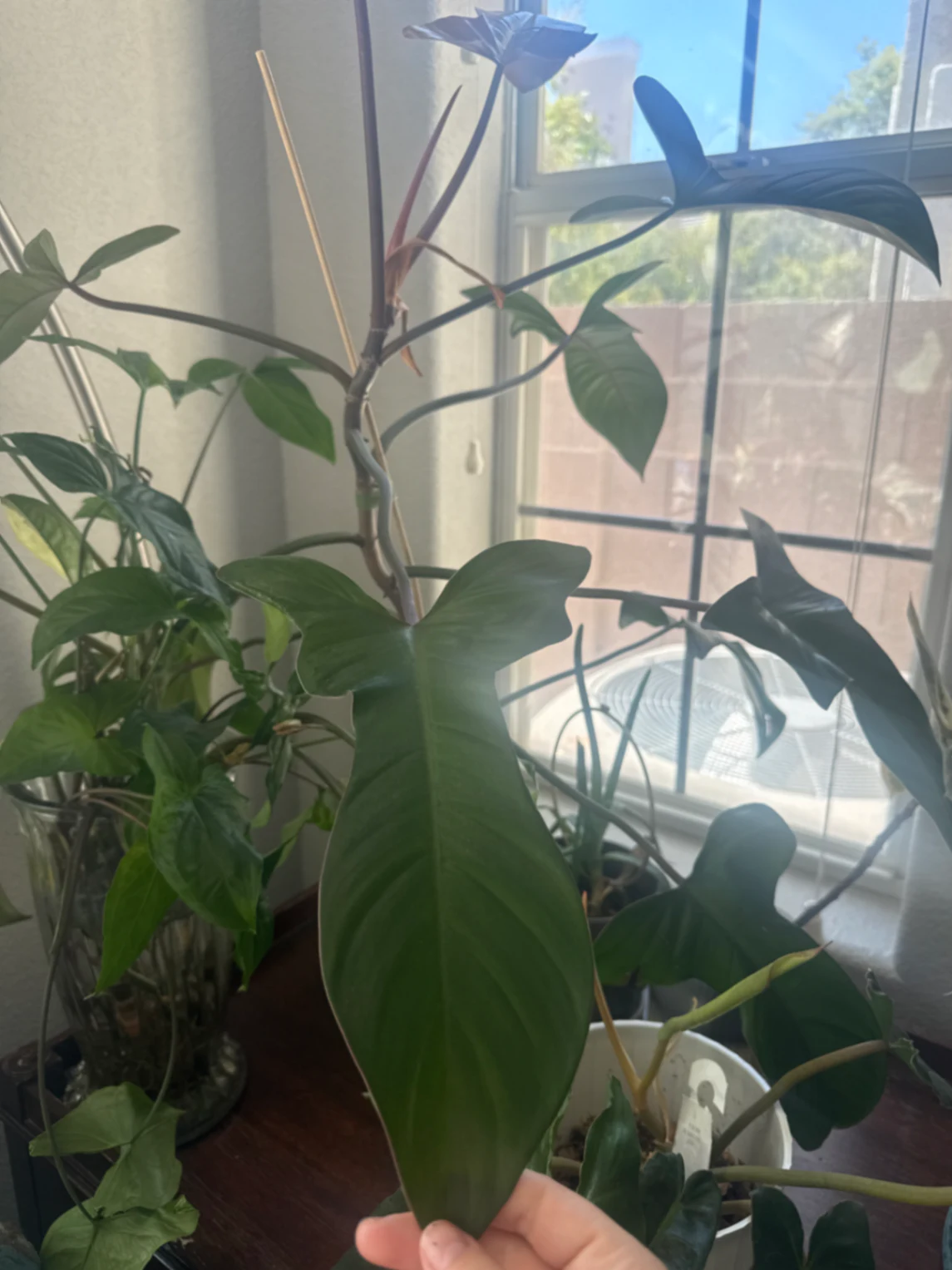 Philodendron bipennifolium by kkalekas