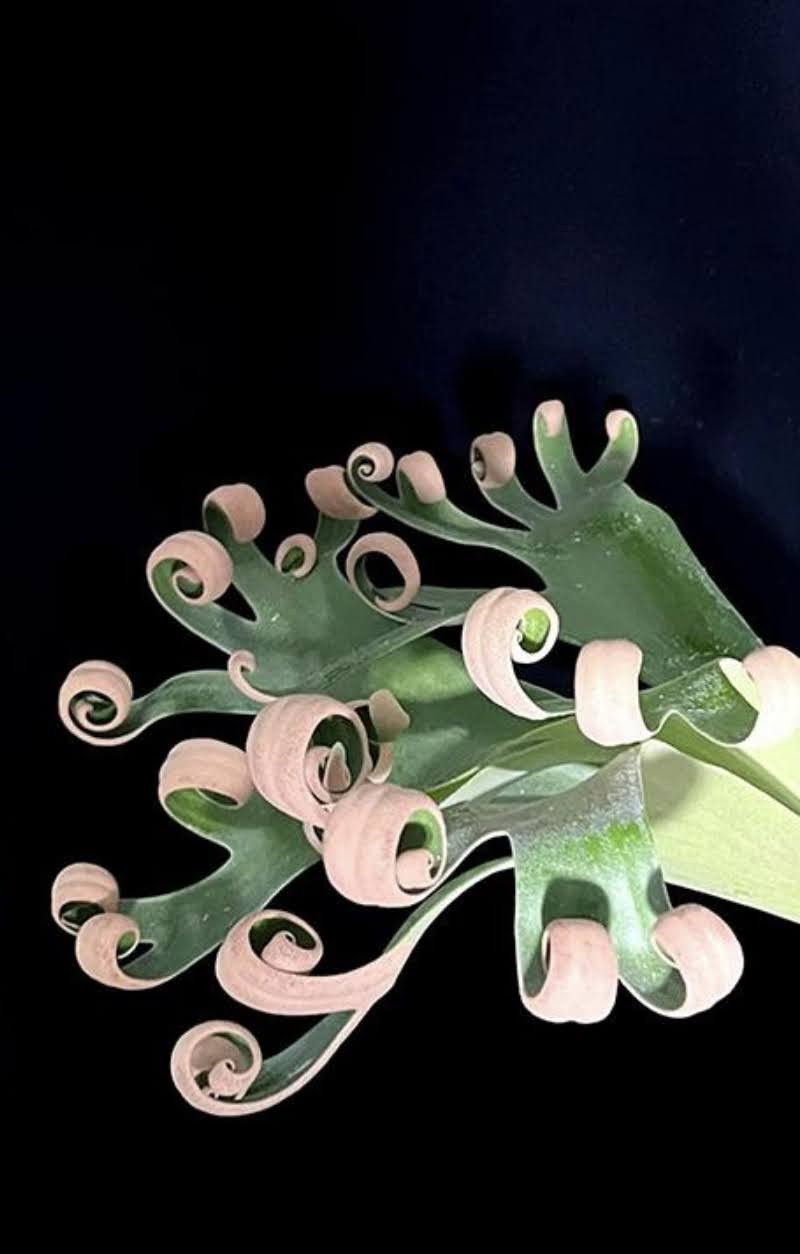 Platycerium Foong SiQi (TC) by aroot