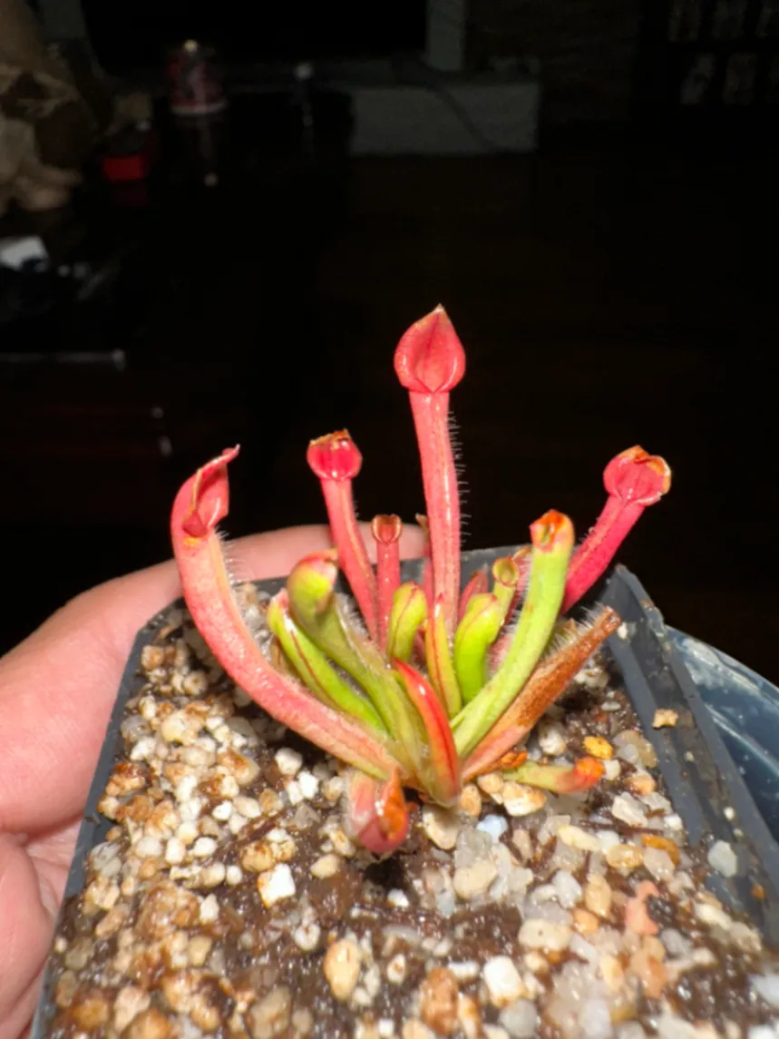 Heliamphora Heterodoxa x Minor by marklt