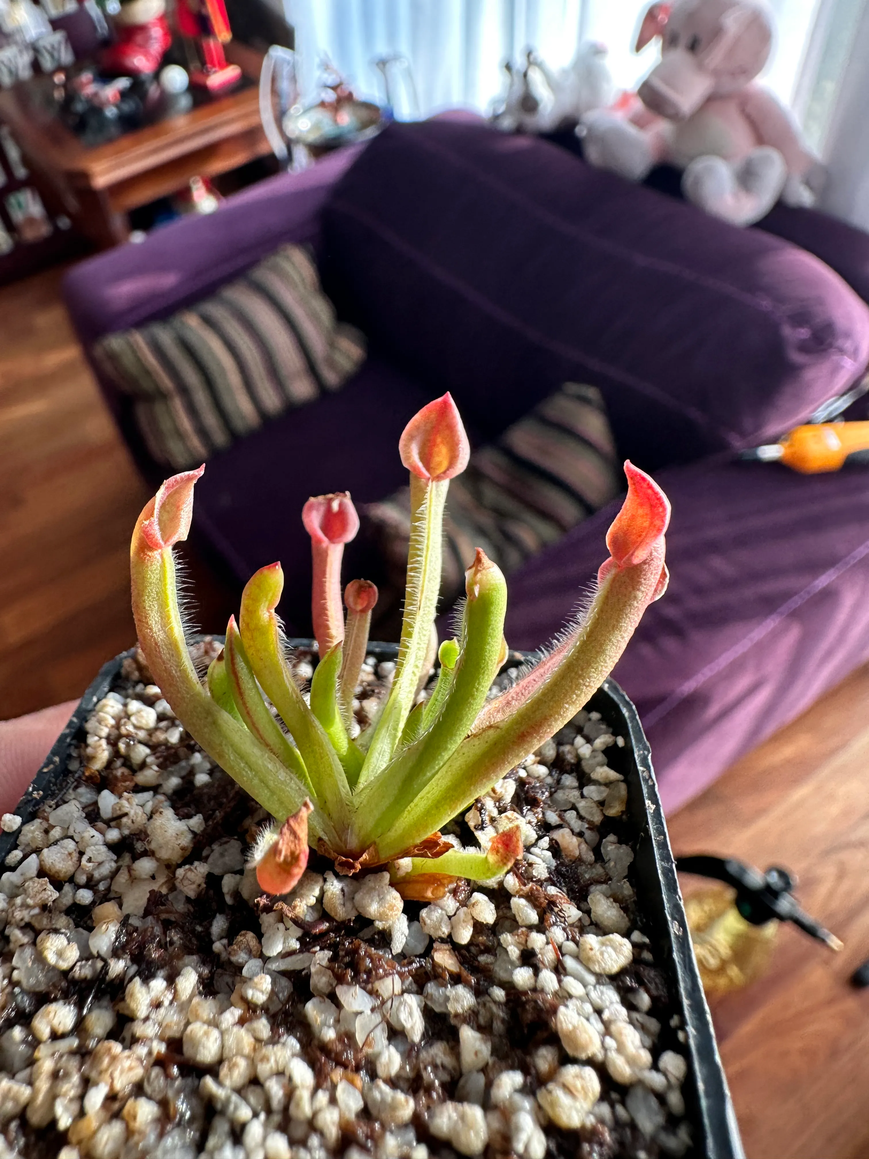 Heliamphora Heterodoxa x Minor by marklt