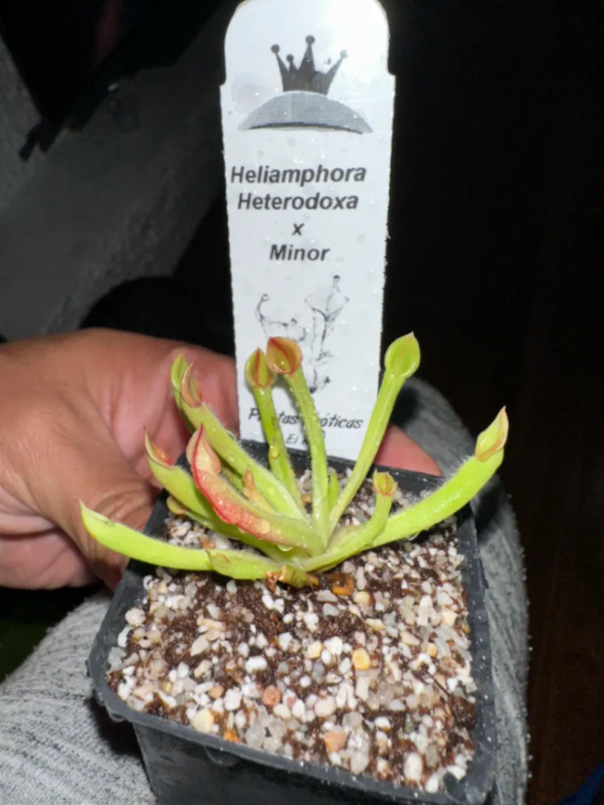 Heliamphora Heterodoxa x Minor by marklt