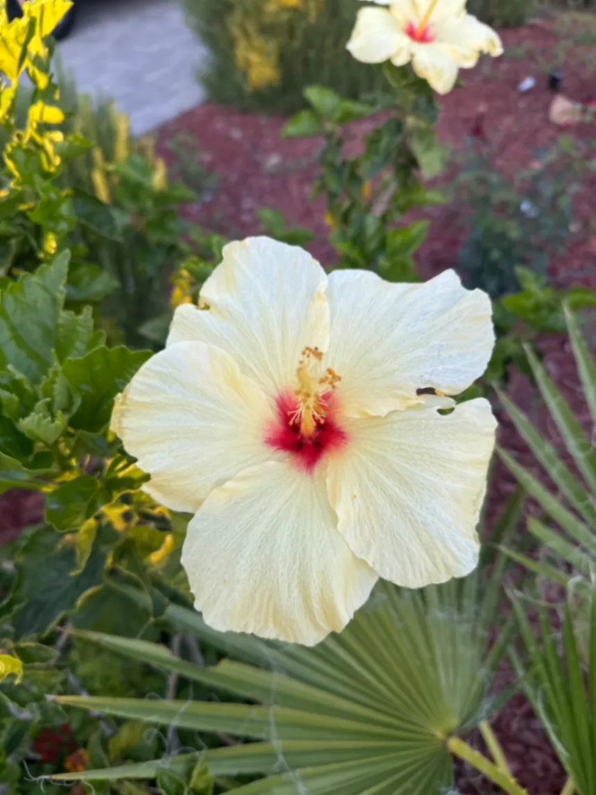 Hibiscus rosa-sinensis by David
