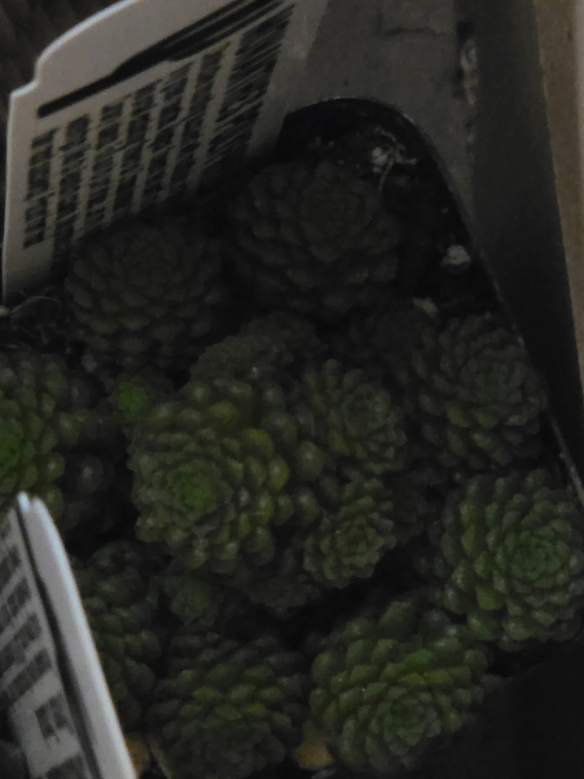 Sedum hispanicum by YodaPSkywalker