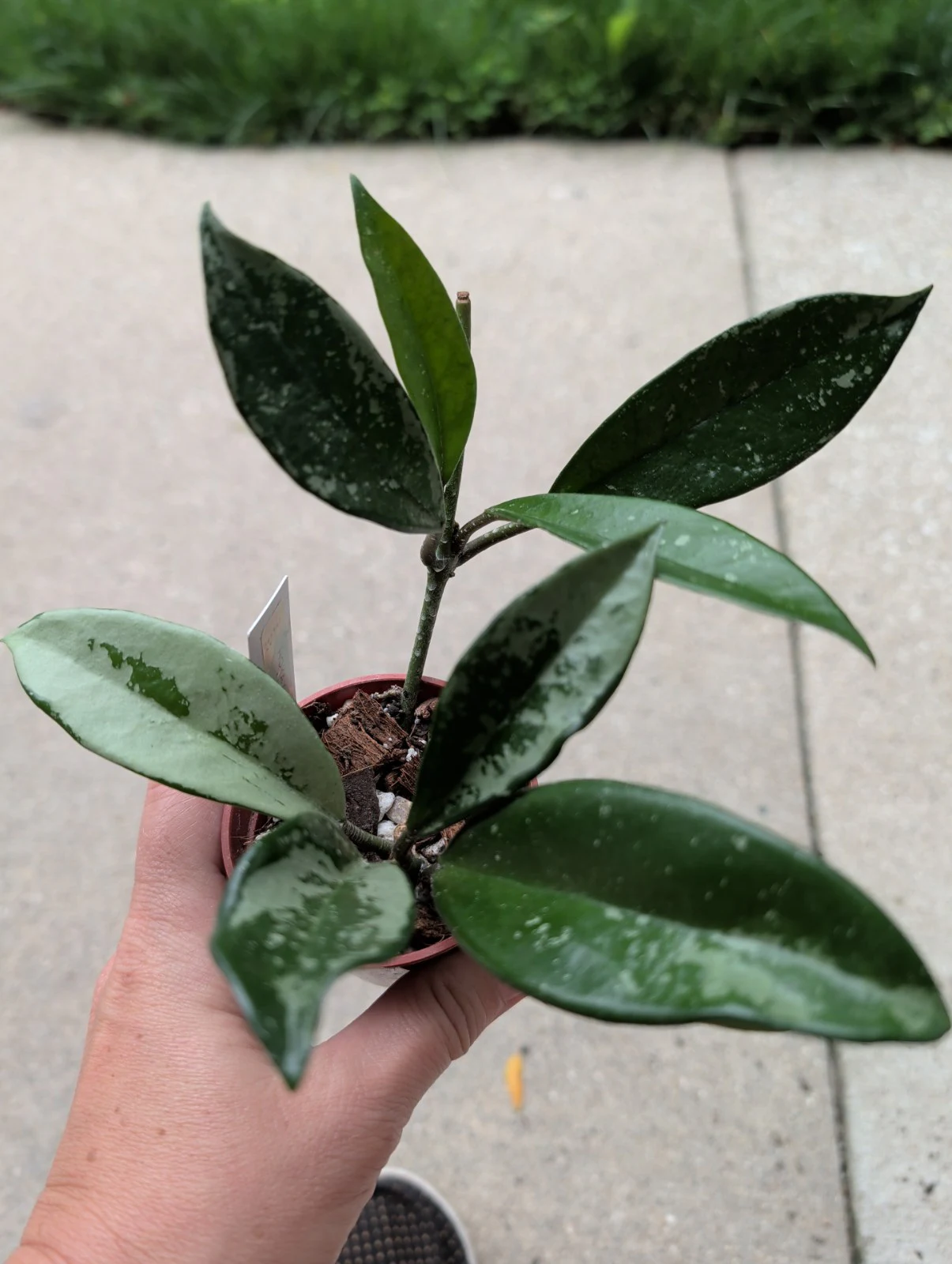 Hoya AH074 'Silver' by meg