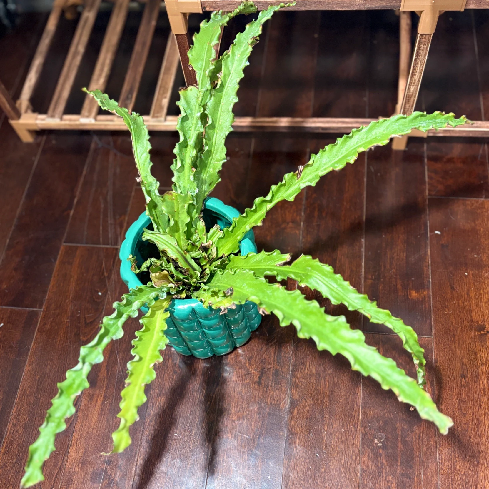 Asplenium nidus 'Crispy Wave' by katiesplants