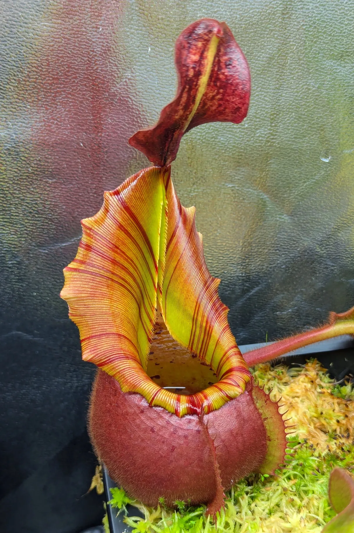Nepenthes veitchii ''Cherry Bomb'' by Highland_Tropicals