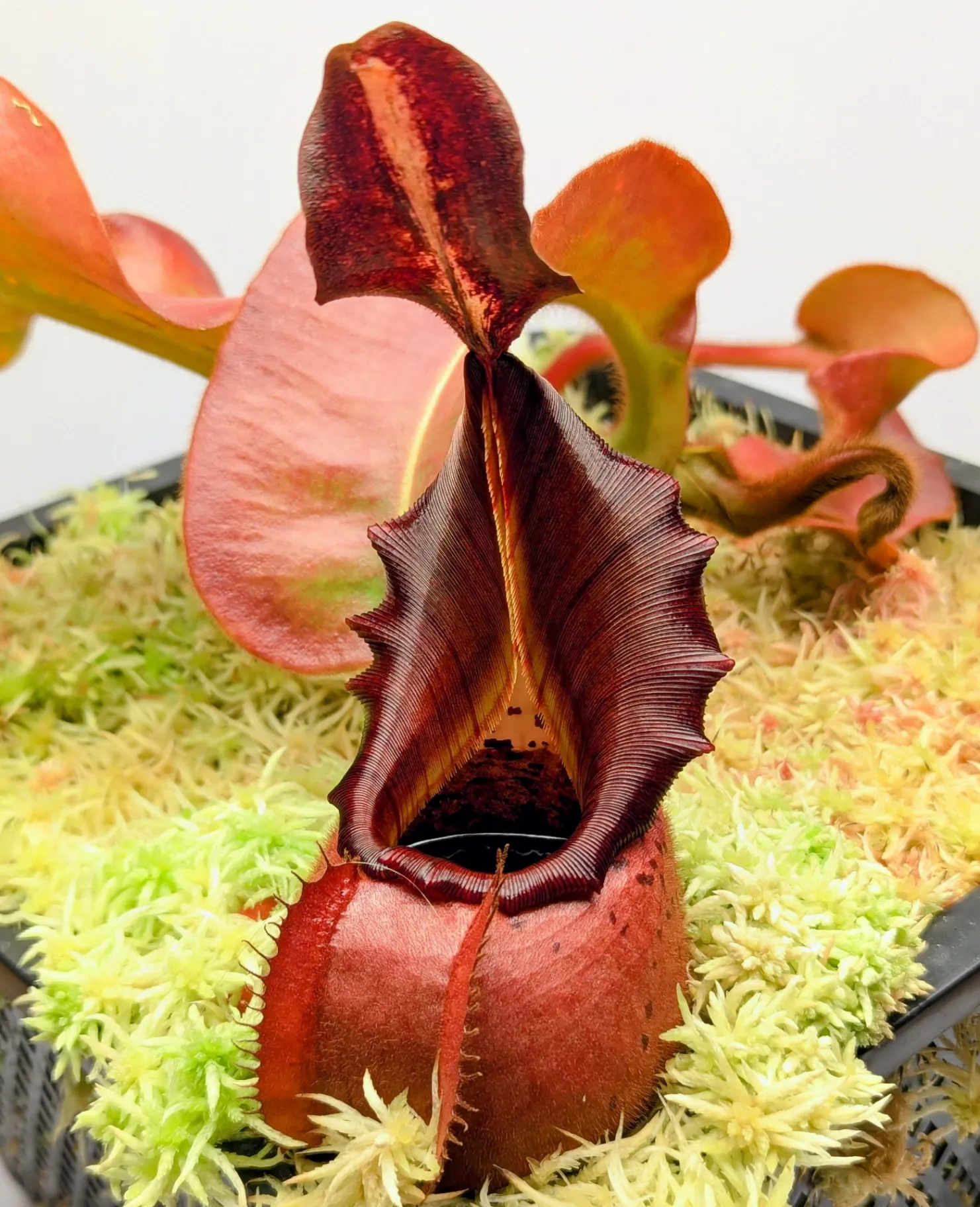 Nepenthes veitchii ''Cherry Bomb'' by Highland_Tropicals