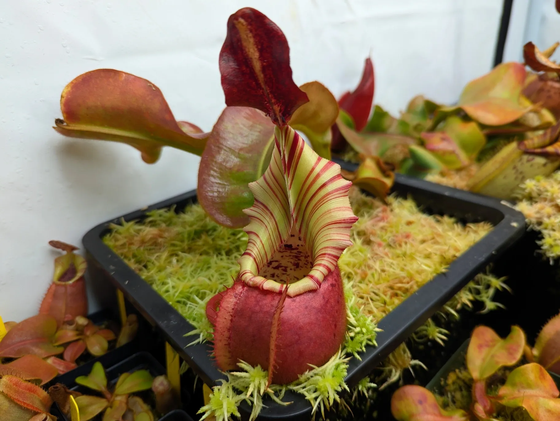 Nepenthes veitchii ''Cherry Bomb'' by Highland_Tropicals