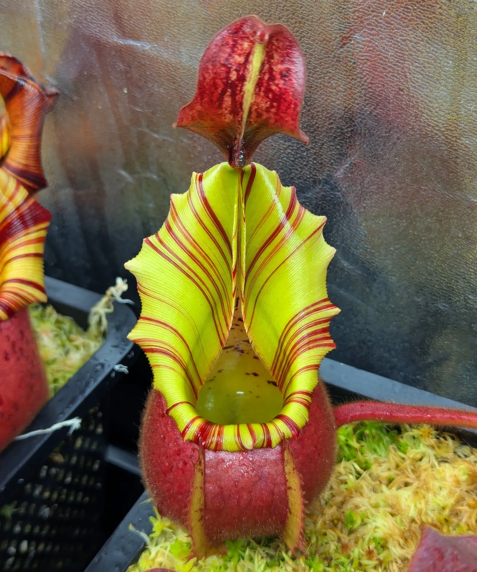 Nepenthes veitchii ''Cherry Bomb'' by Highland_Tropicals