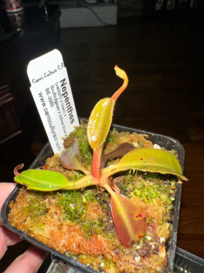 Nepenthes (Veitchii x Lowii) × (Burbidgeae x Edwardsiana) by marklt