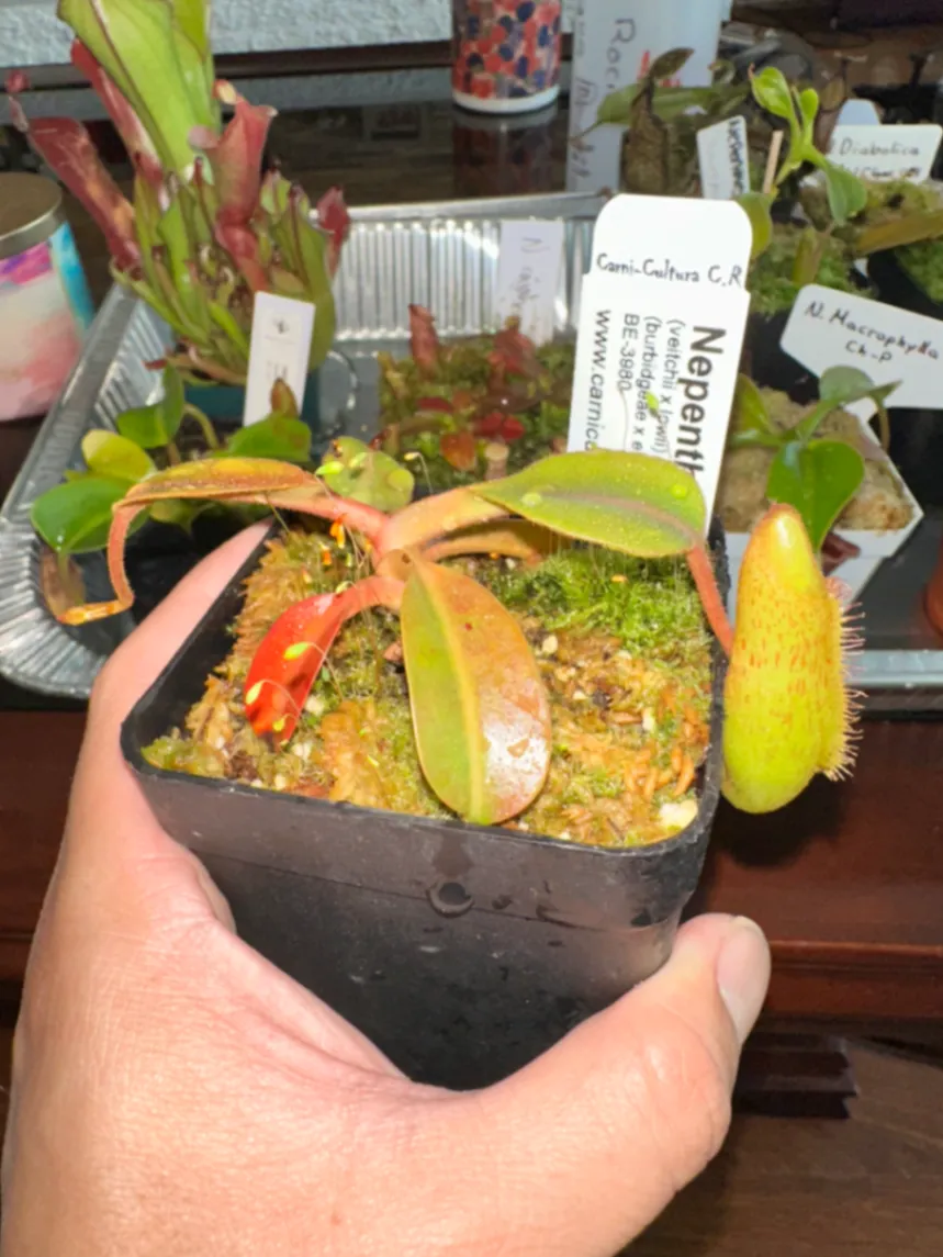 Nepenthes (Veitchii x Lowii) × (Burbidgeae x Edwardsiana) by marklt