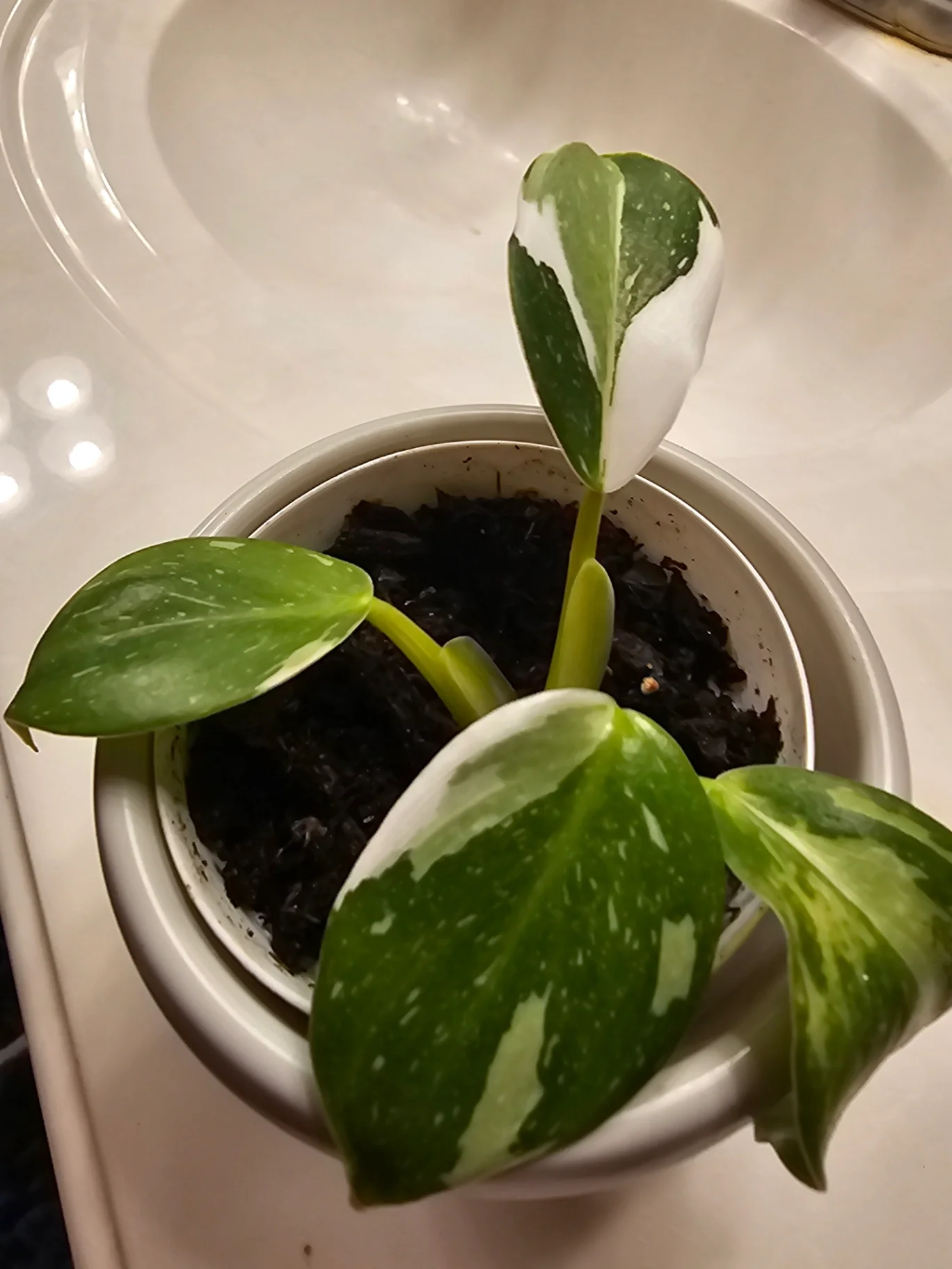 Philodendron erubescens 'White Wizard' by Mslatinatx73