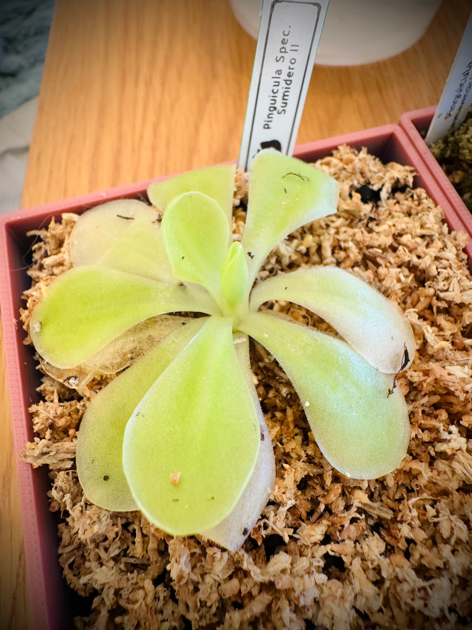 Pinguicula Sumidero II by Labuleaf