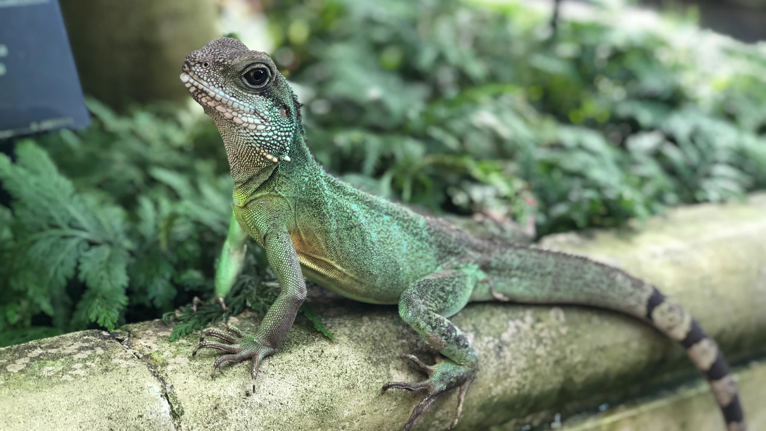 Kew Gardens Botanical Garden • Jul 15, 2018 by David