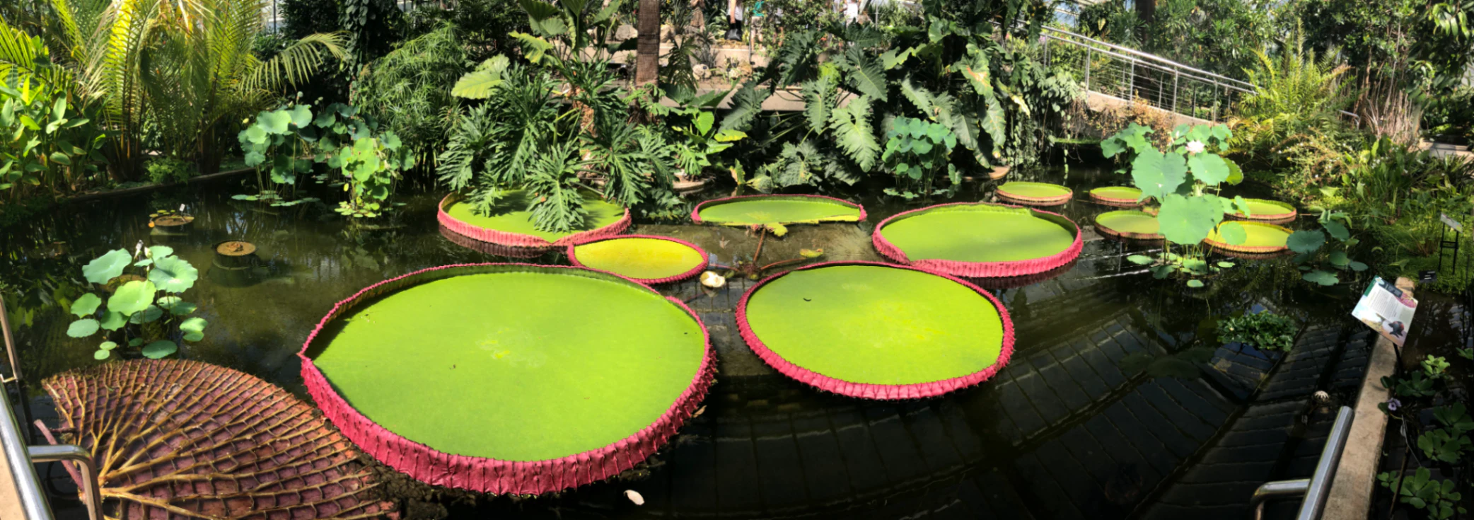 Kew Gardens Botanical Garden • Jul 15, 2018 by David