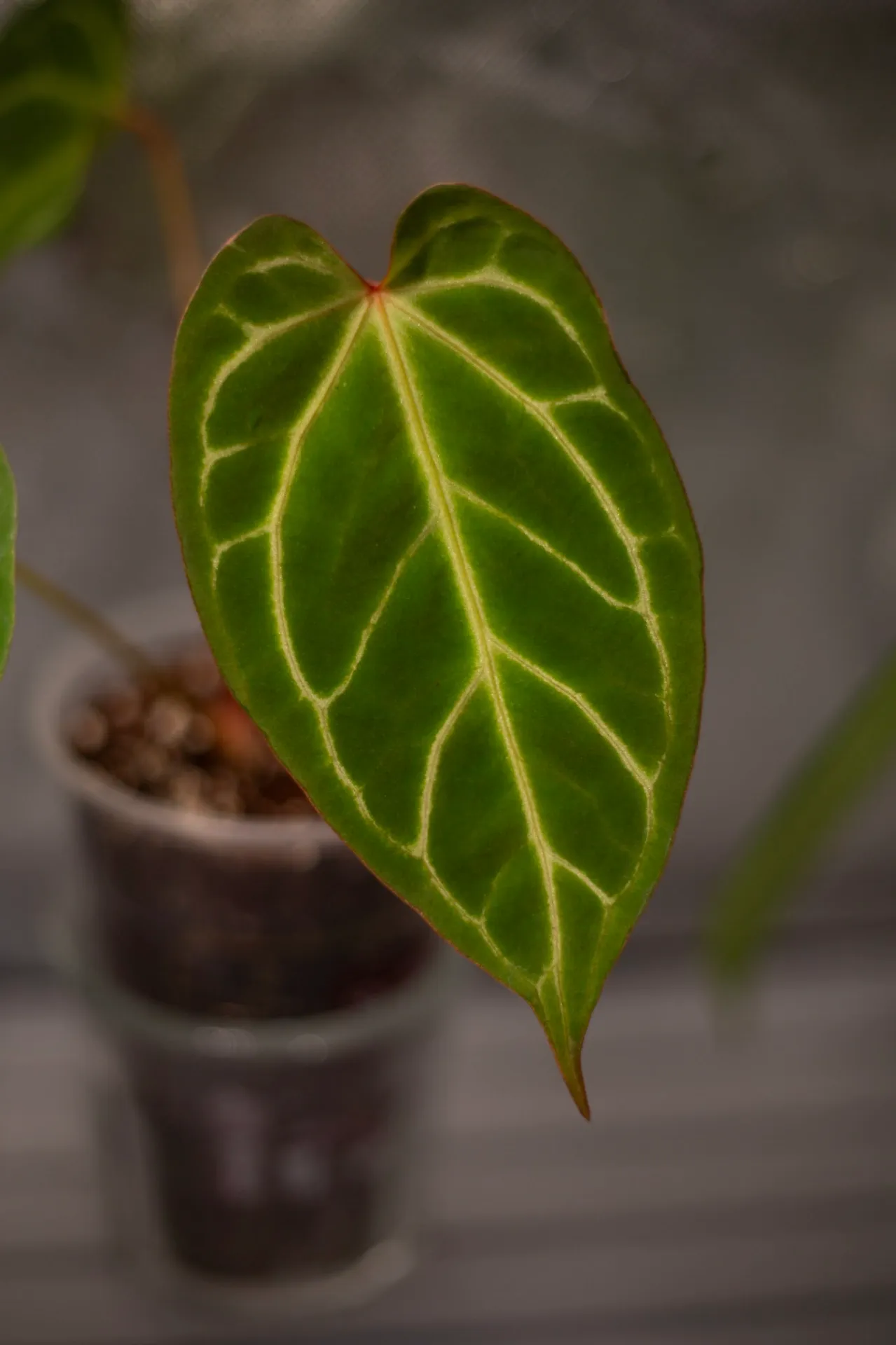 Anthurium Mikey Boy x (FTG x RC) by migy