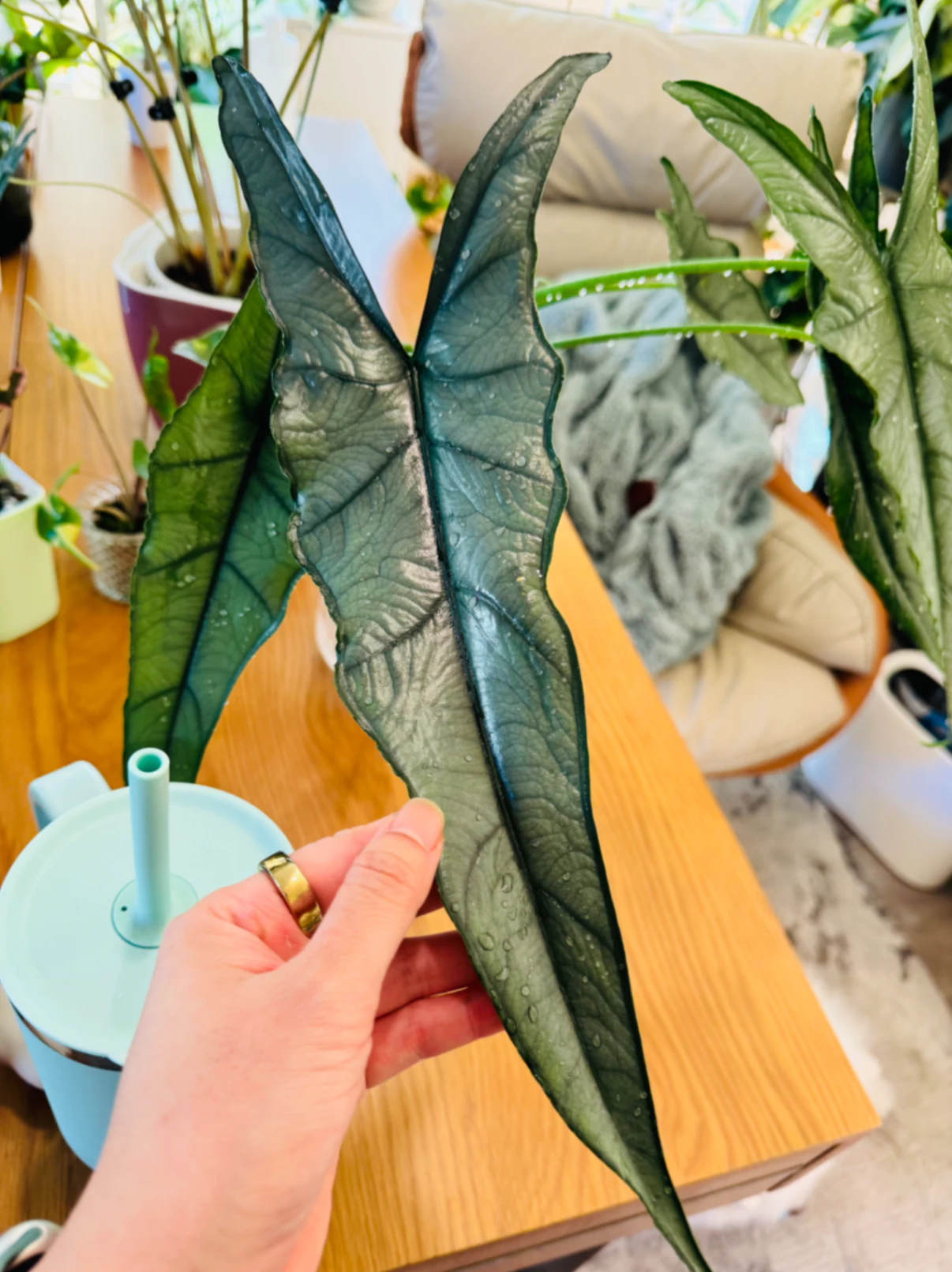 Alocasia Dragon's Breath by Labuleaf