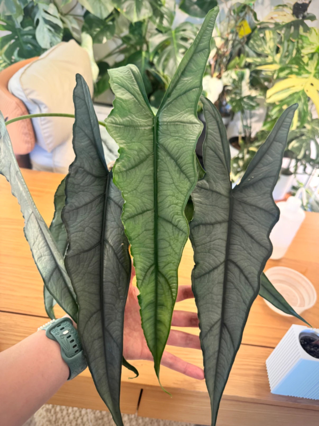Alocasia Dragon's Breath by Labuleaf