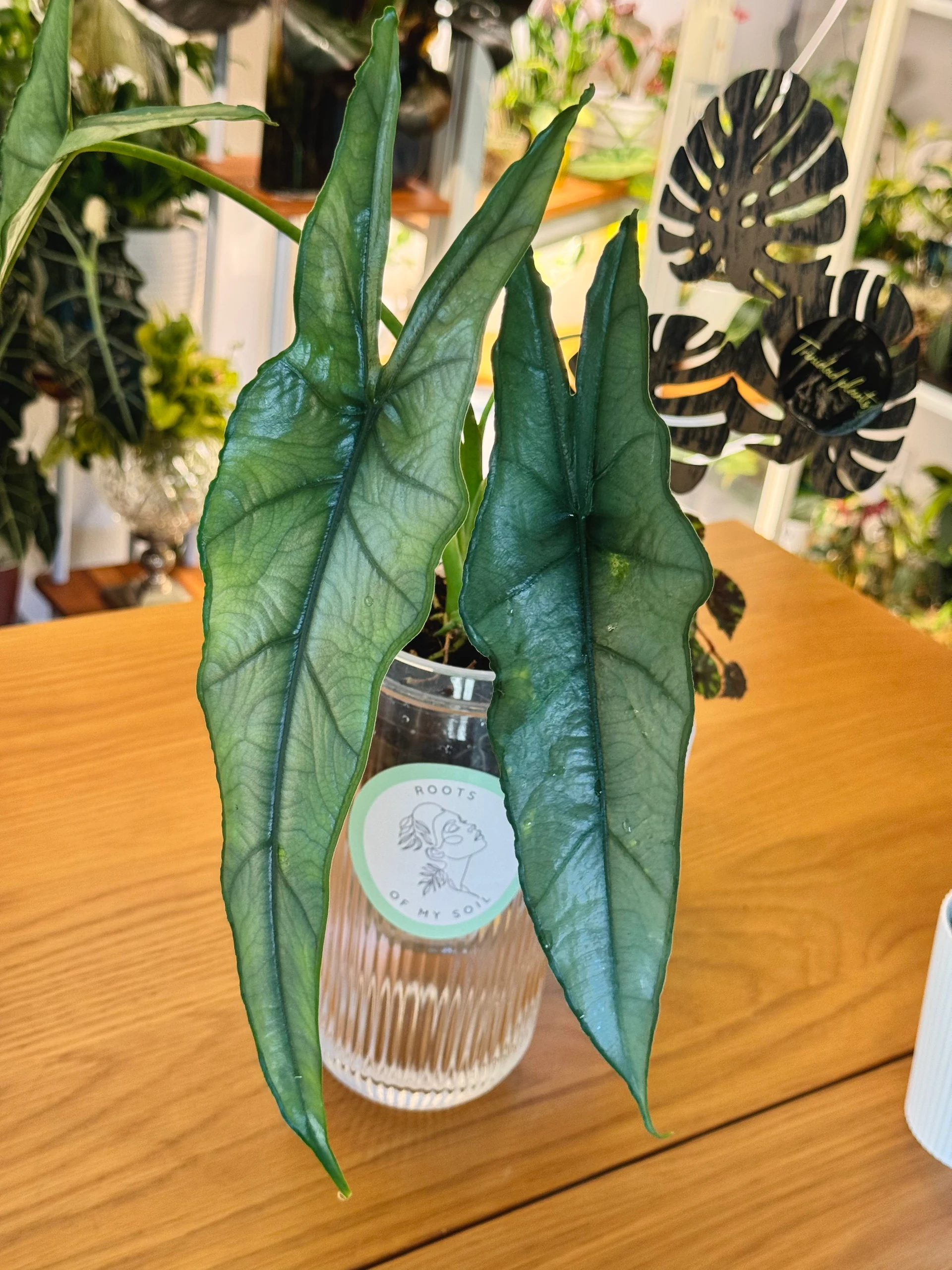 Alocasia Dragon's Breath by Labuleaf
