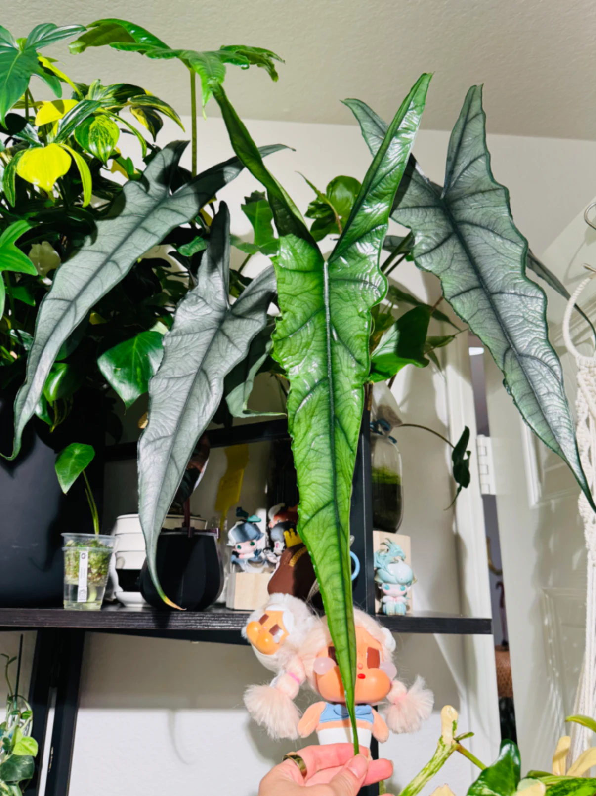 Alocasia Dragon's Breath by Labuleaf