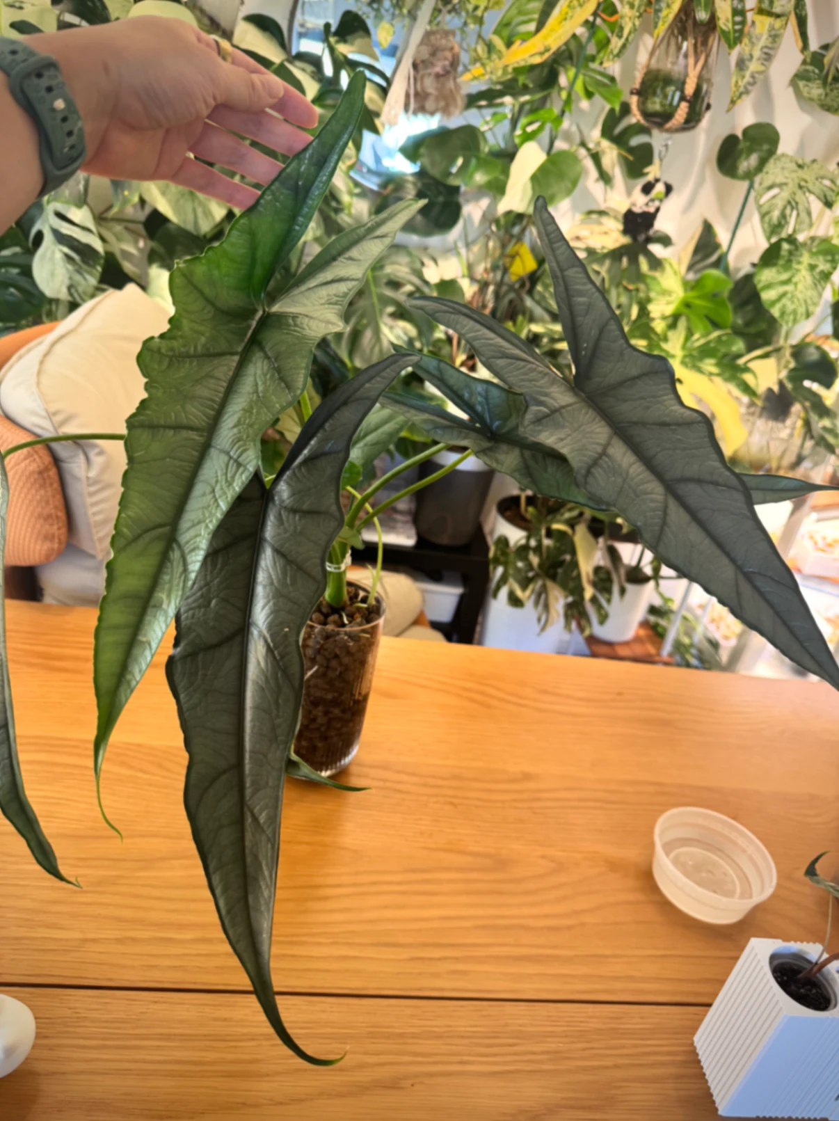 Alocasia Dragon's Breath by Labuleaf