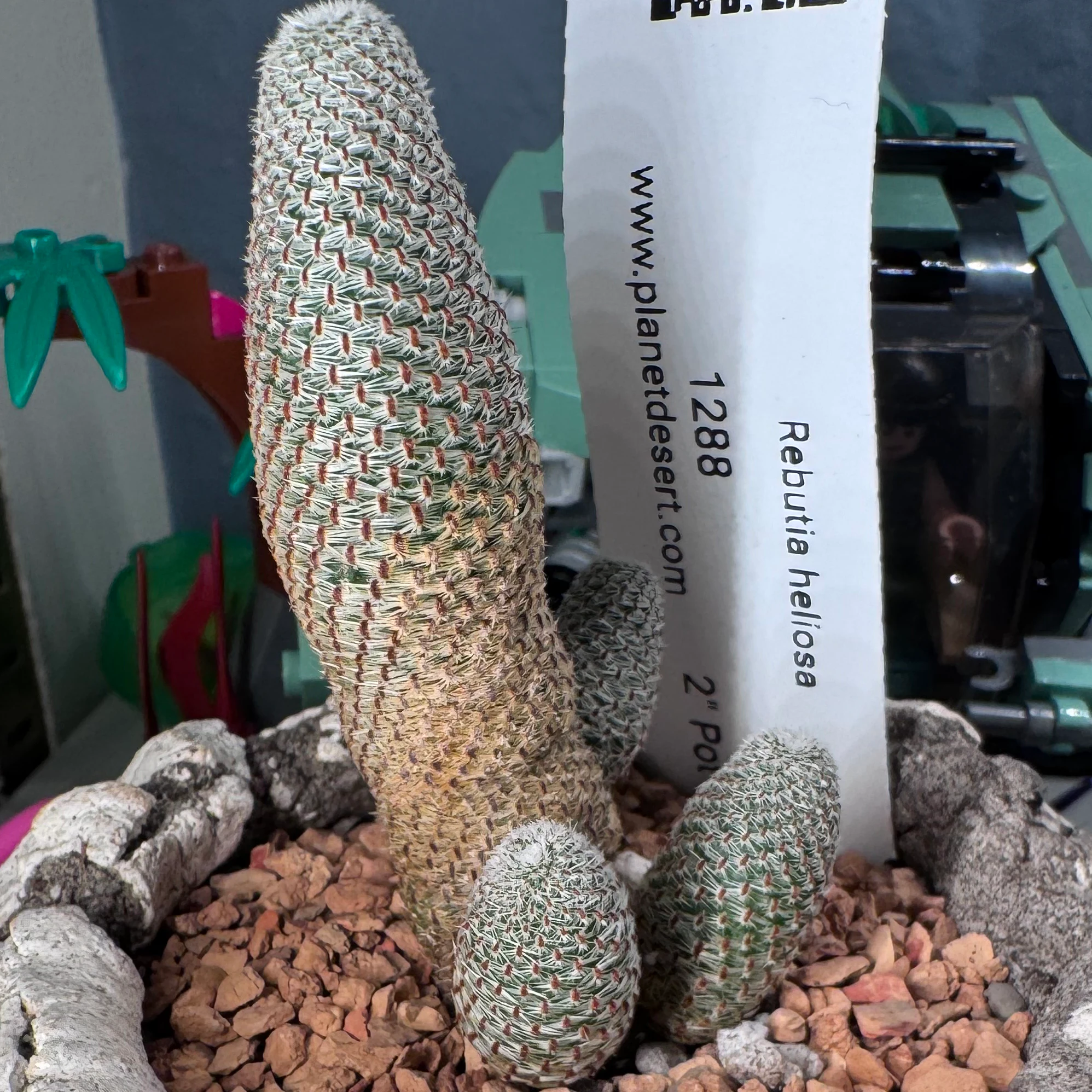 Rebutia heliosa by katcollects