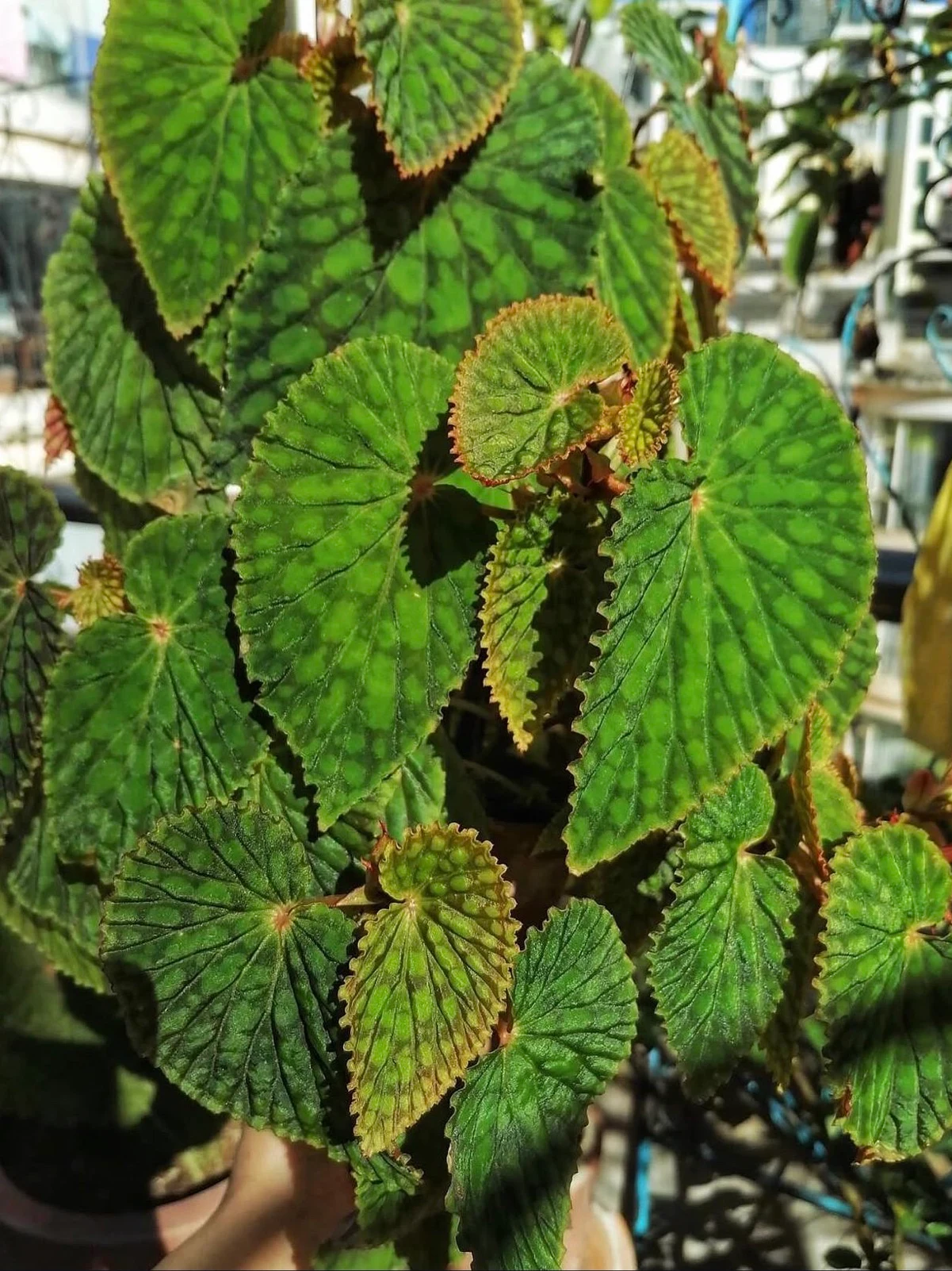 Begonia chlorosticta by NashvilleNDP