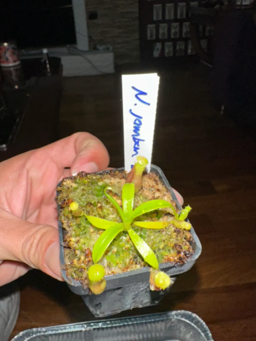 Nepenthes Jamban by marklt