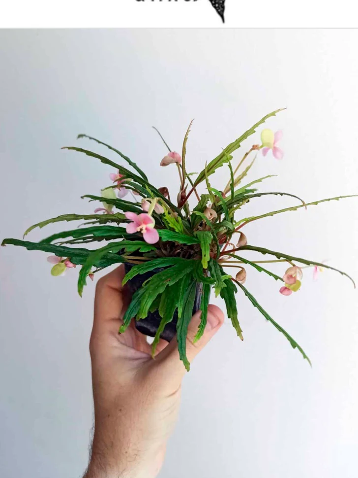 Begonia henrilaportei by NashvilleNDP