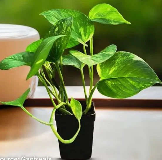 Epipremnum aureum by markymark