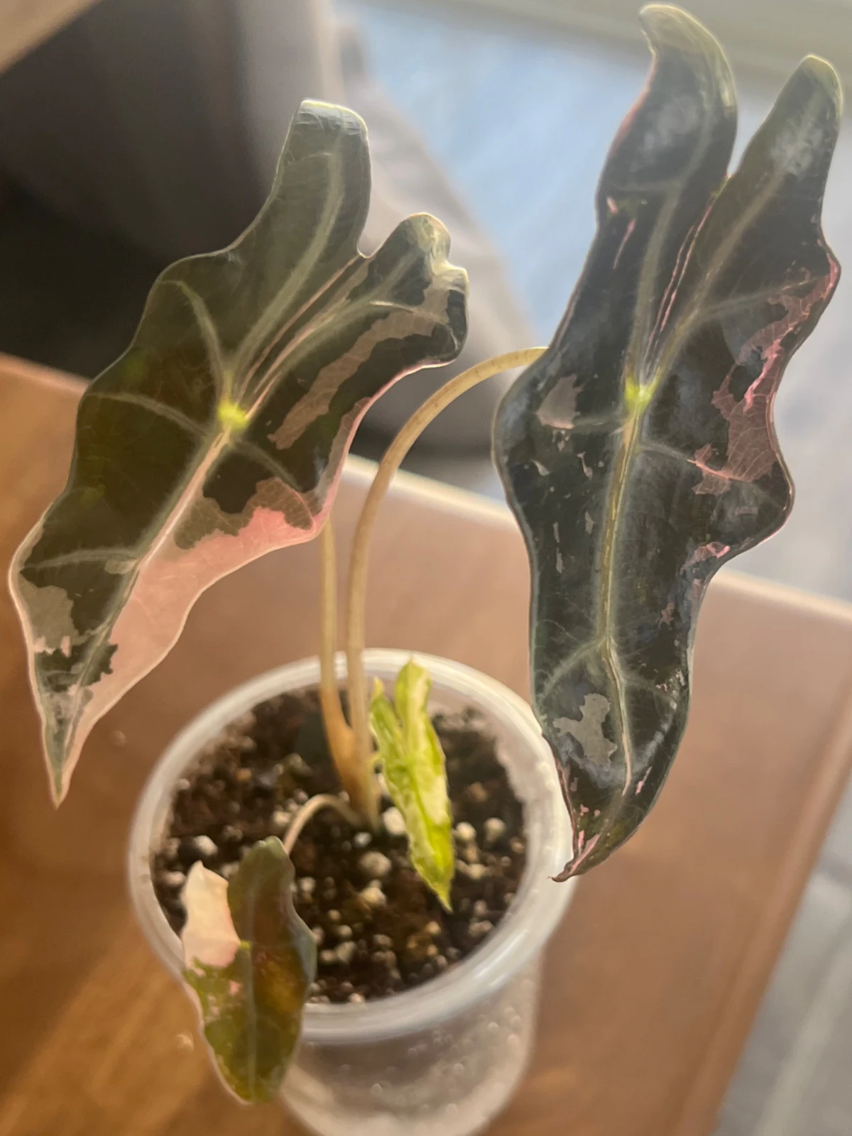 Alocasia nobilis by alohamora