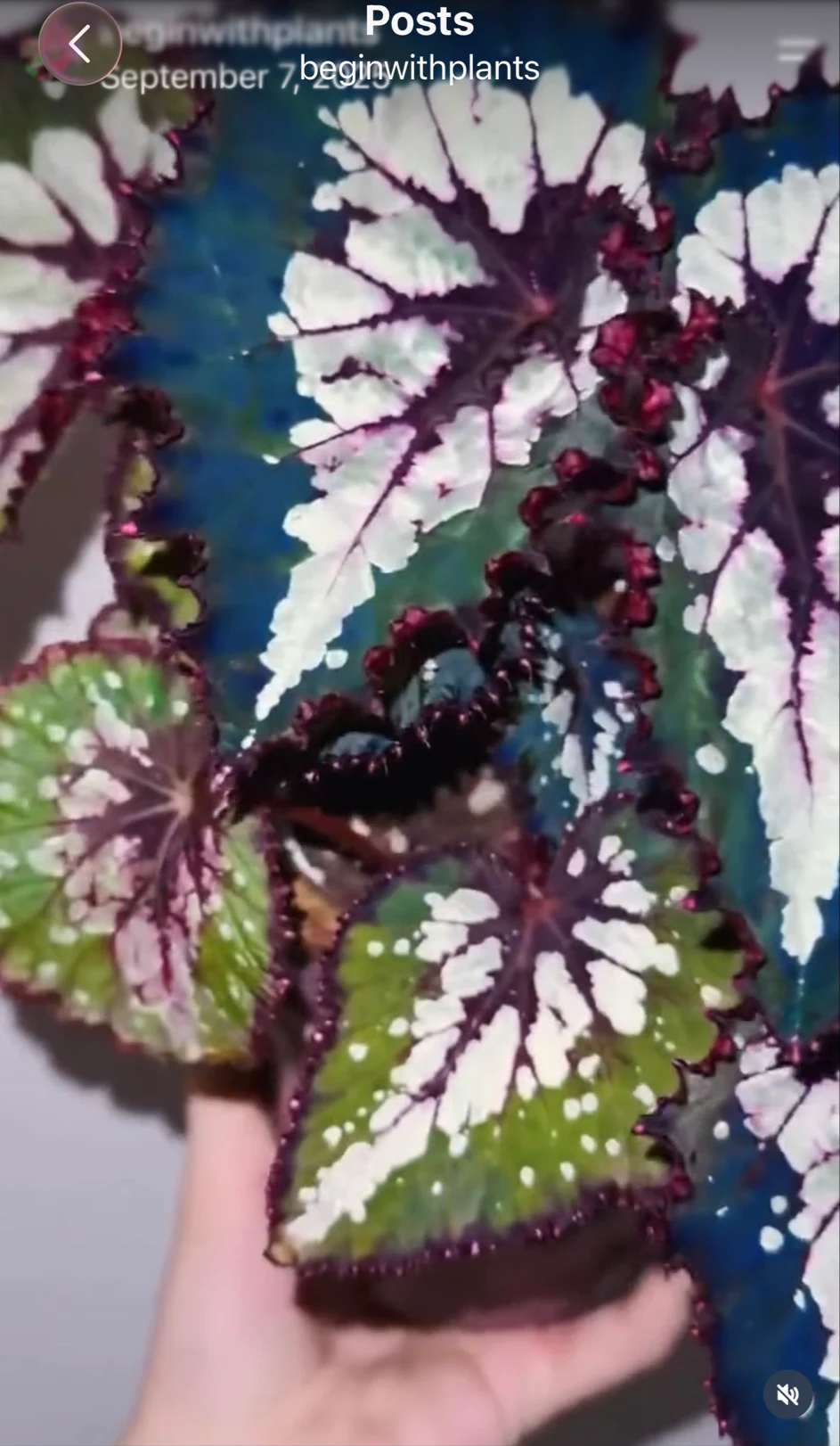 Begonia Peacock Emerald by NashvilleNDP