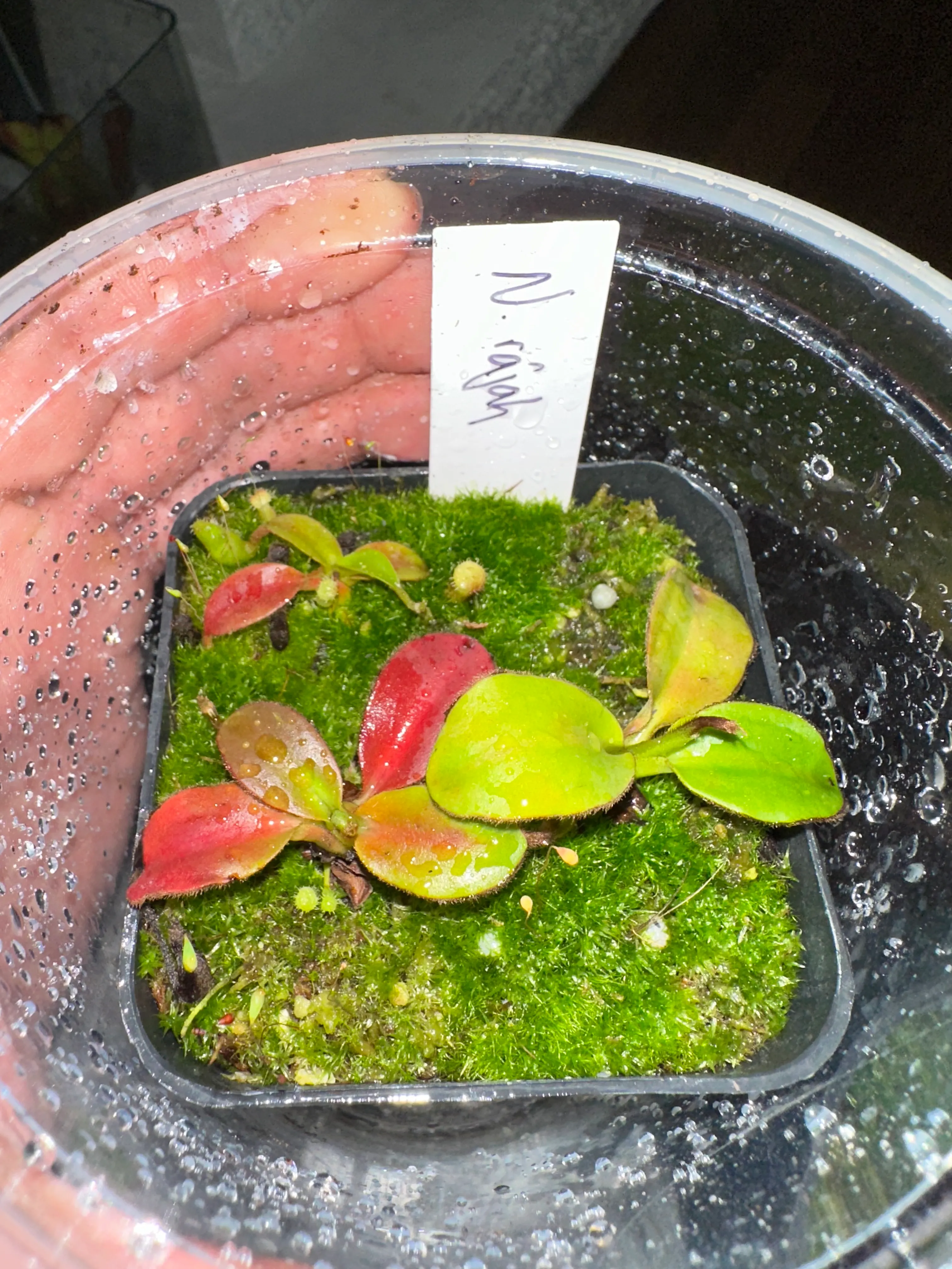 Nepenthes Rajah by marklt