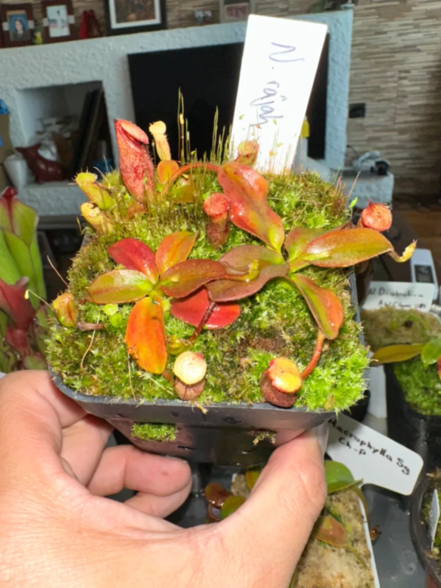 Nepenthes Rajah by marklt