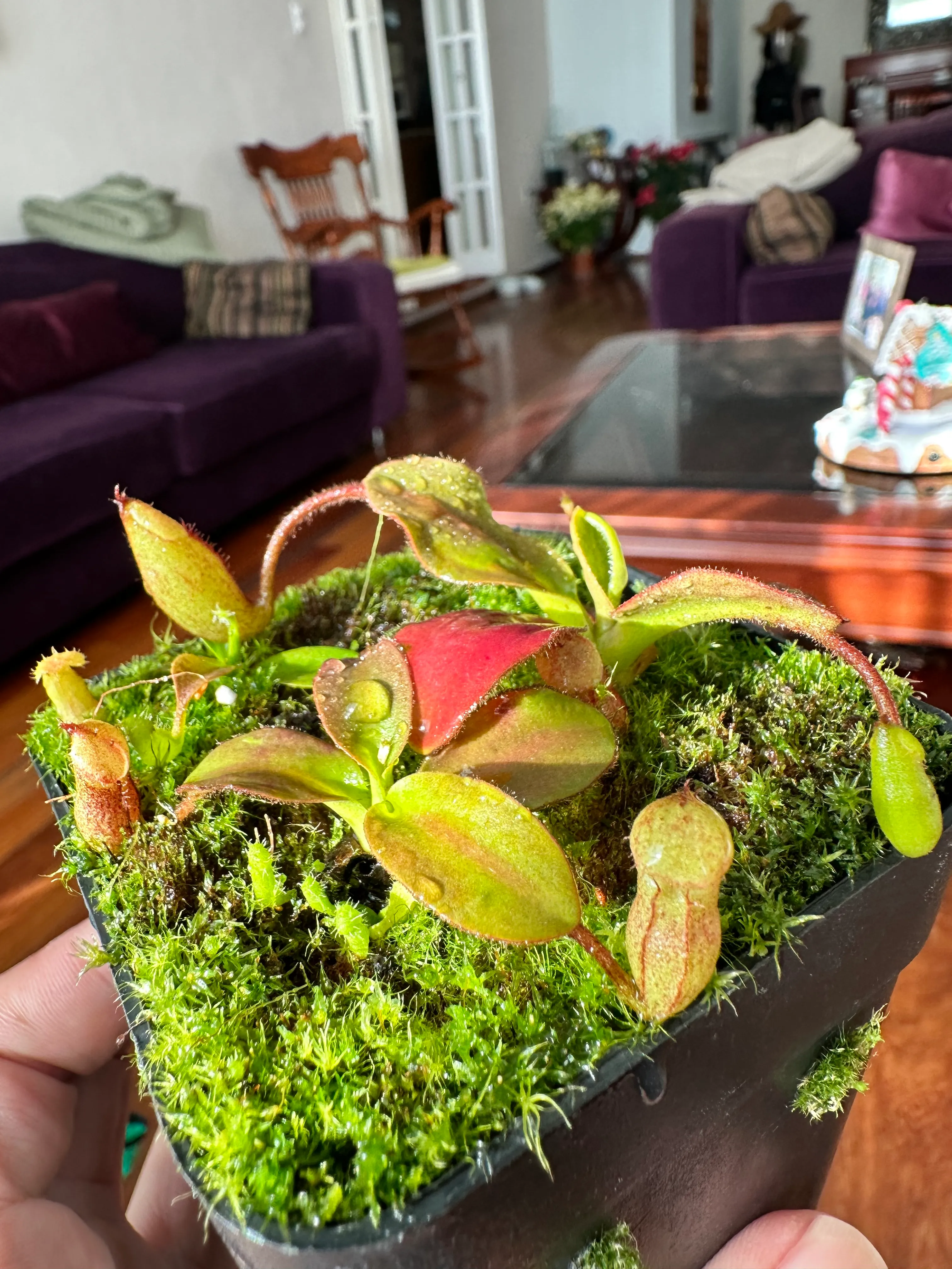 Nepenthes Rajah by marklt