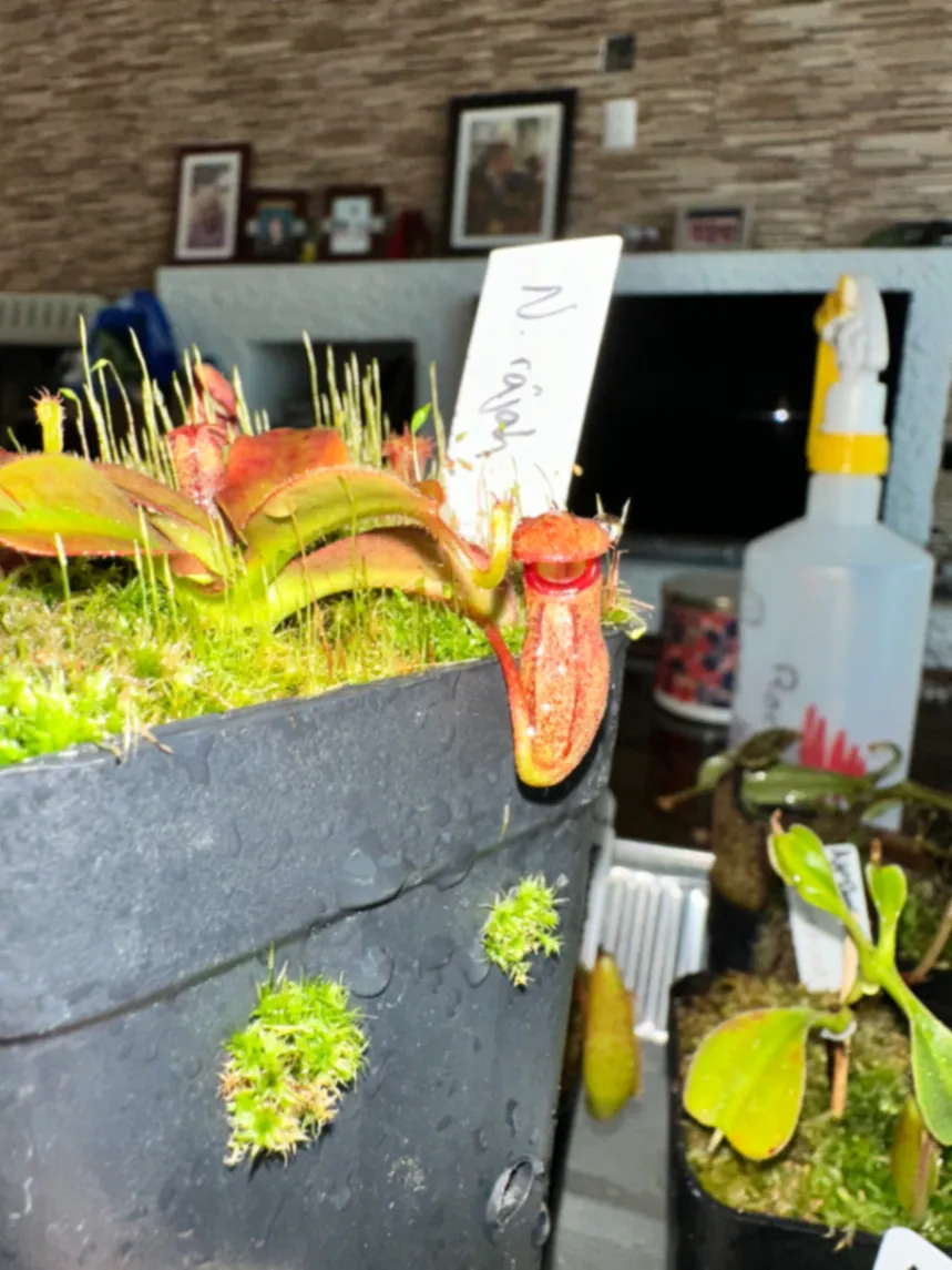 Nepenthes Rajah by marklt