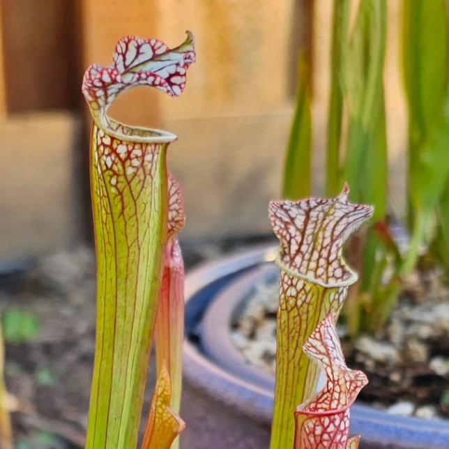 Sarracenia leucophylla 'Tarnok' by aaaamory