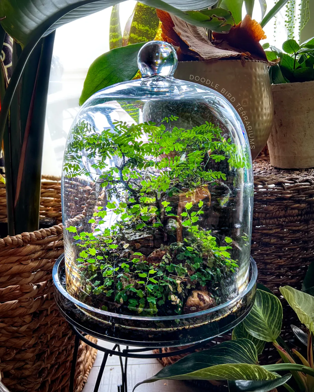 Pithecellobium tortum by DoodleBirdTerrariums