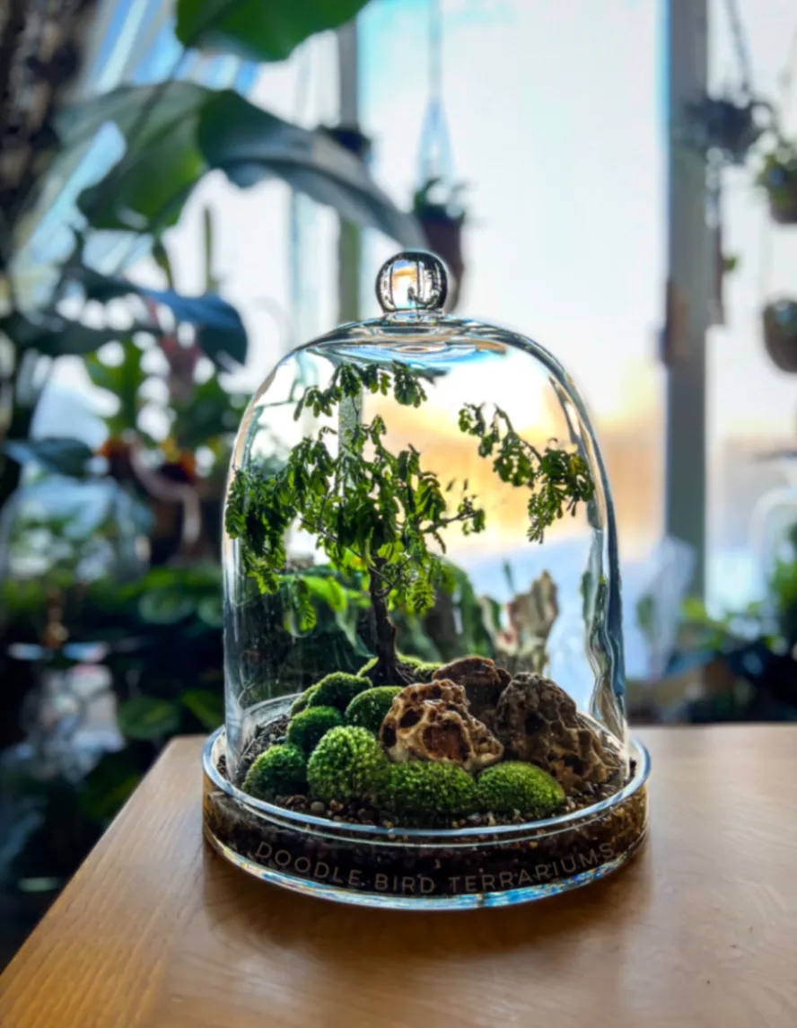 Pithecellobium tortum by DoodleBirdTerrariums